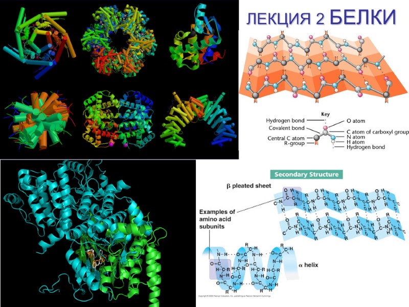 ЛЕКЦИЯ 2 БЕЛКИ